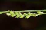 Lined sedge